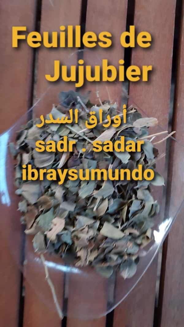 feuilles de jujubier